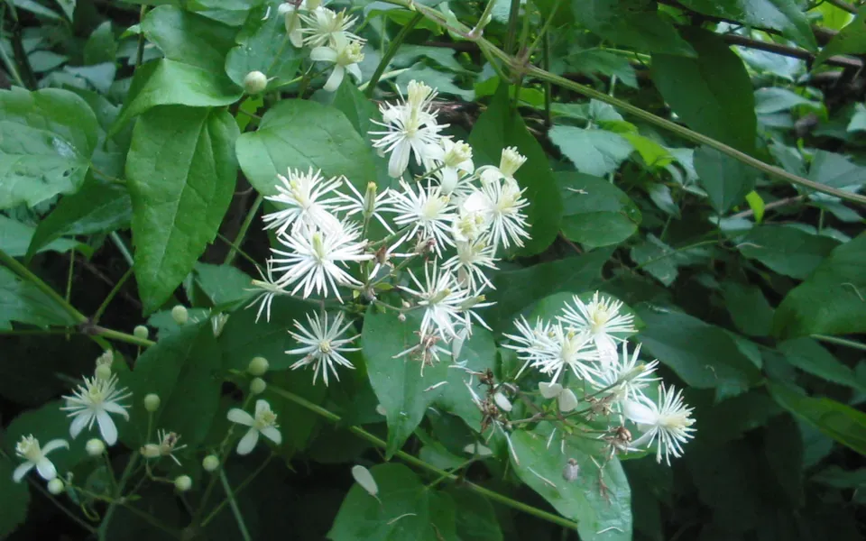 Clématite, photographie de la plante