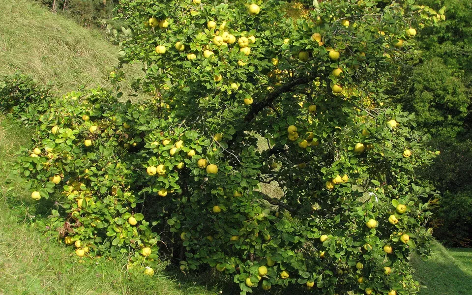 Cognassier, photographie de la plante