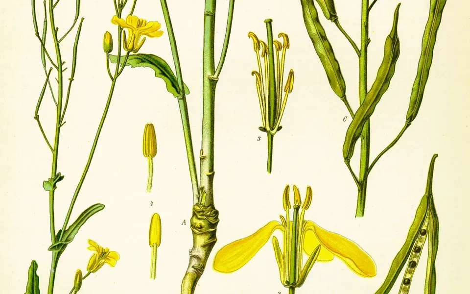 Colza, photographie de la plante