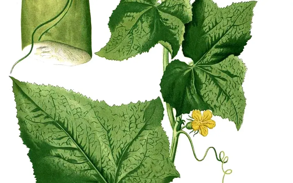 Concombre, photographie de la plante
