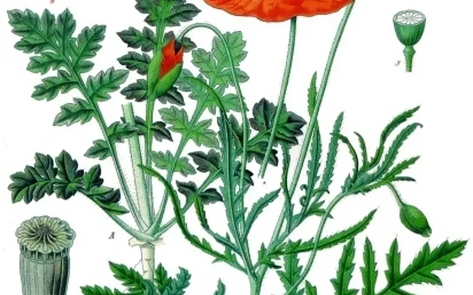 Coquelicot, photographie de la plante