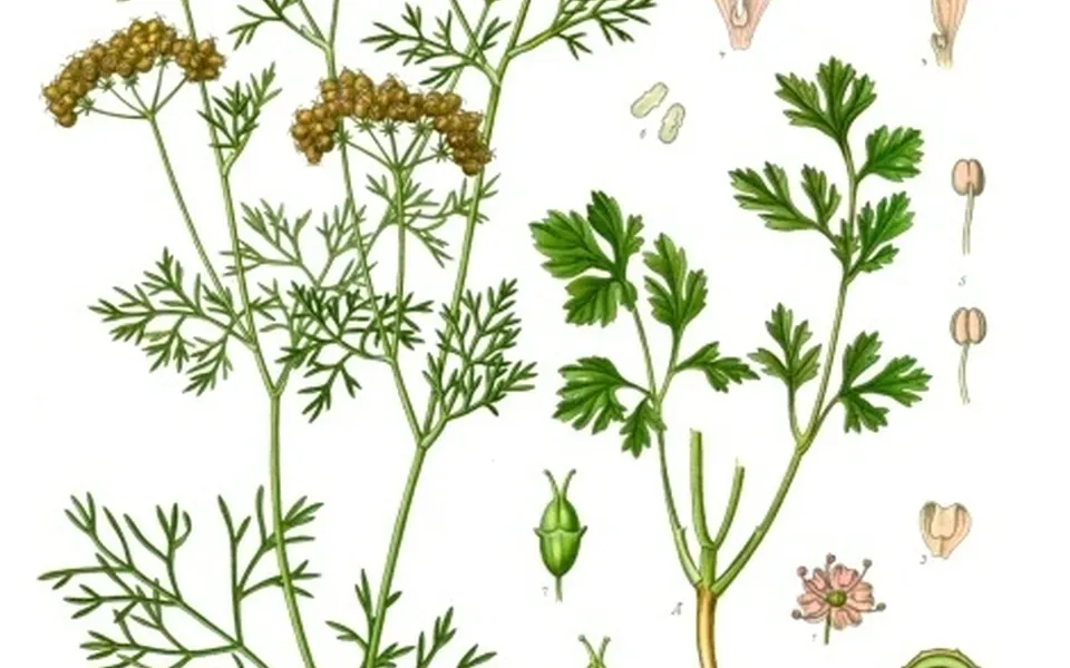 Coriandre, photographie de la plante
