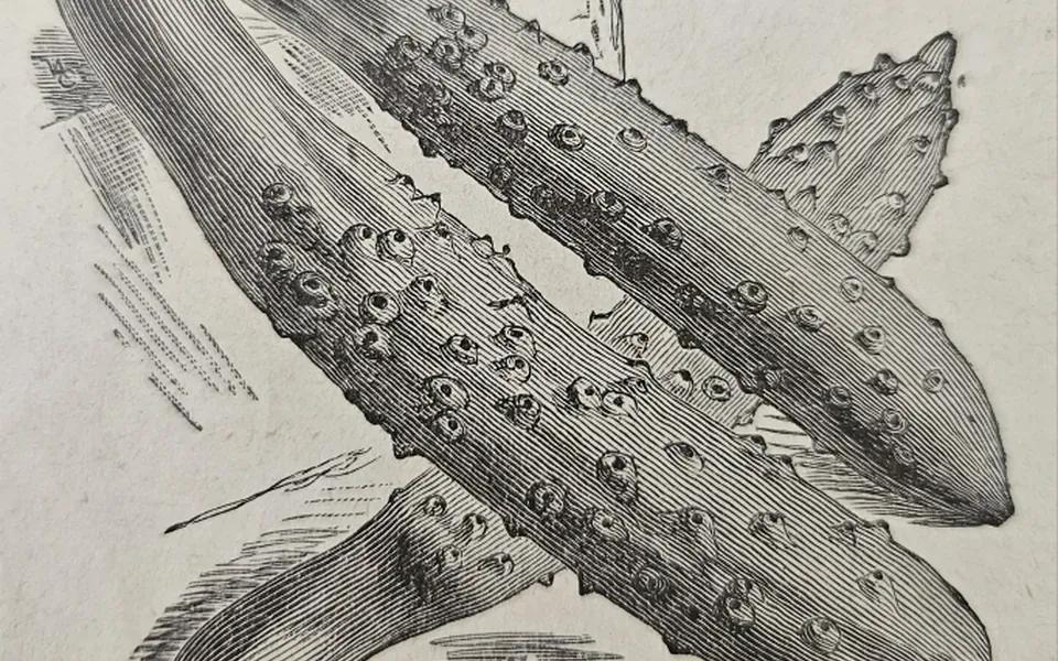 Cornichon, photographie de la plante