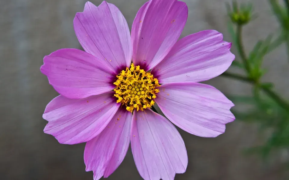 Cosmos, photographie de la plante