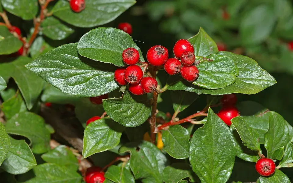 Cotoneaster, photographie de la plante