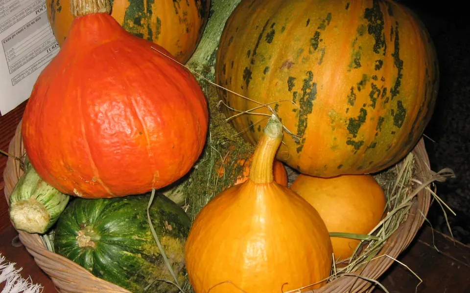 Courge, photographie de la plante