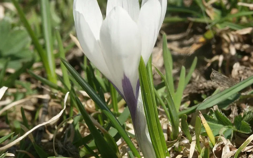 Crocus, photographie de la plante