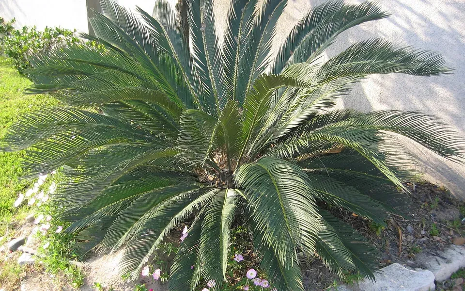 Cycas, photographie de la plante