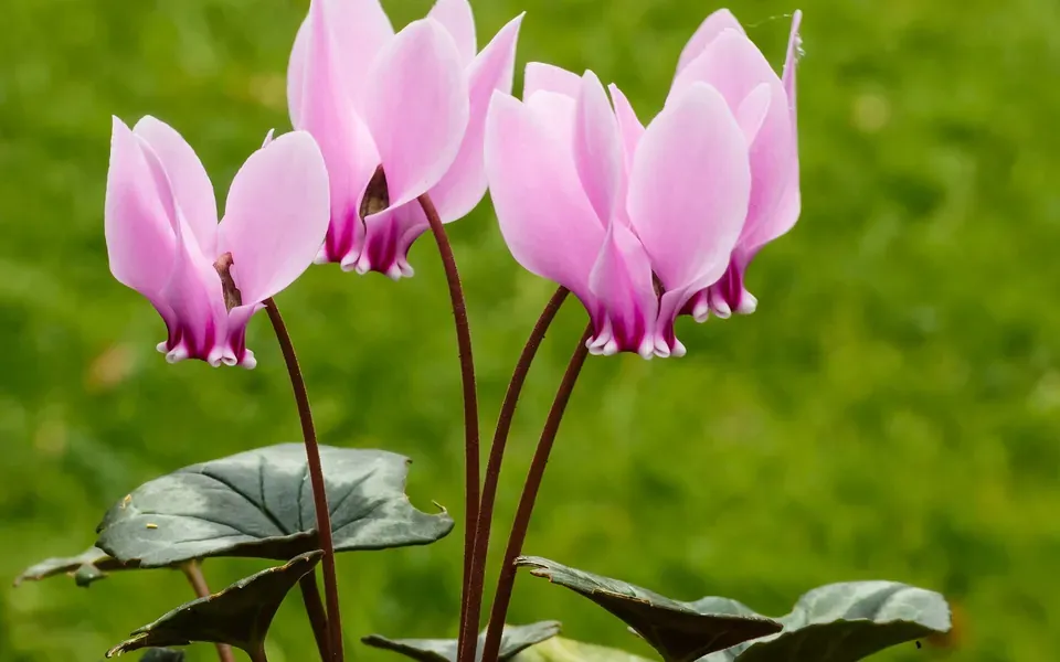 Cyclamen, photographie de la plante