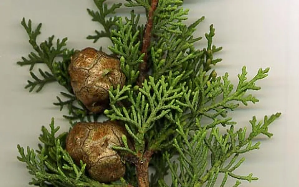 Cyprès, photographie de la plante