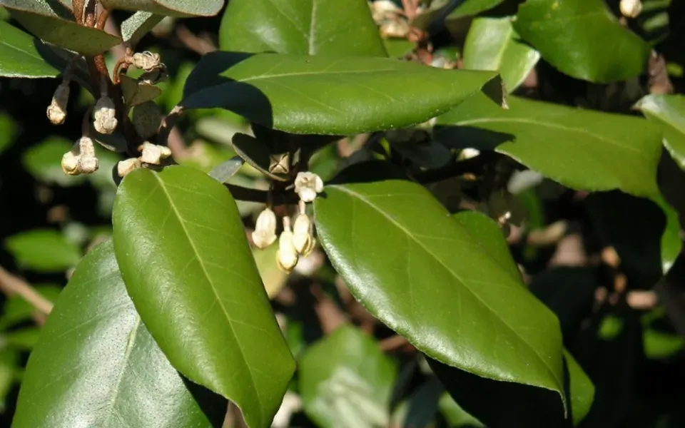 Feuillage d'eleagnus