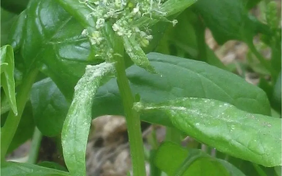 Épinard, photographie de la plante