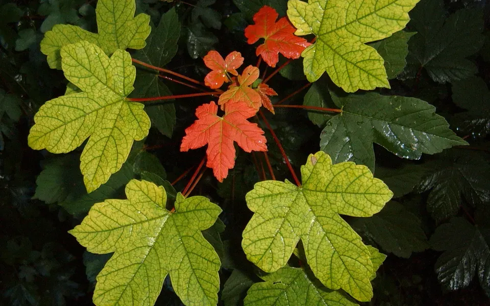 Érable, photographie de la plante
