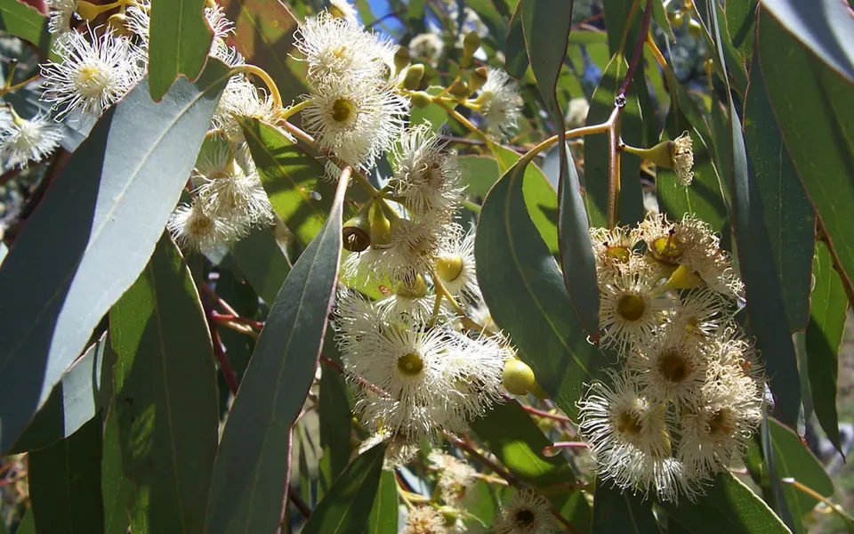 Eucalyptus, photographie de la plante