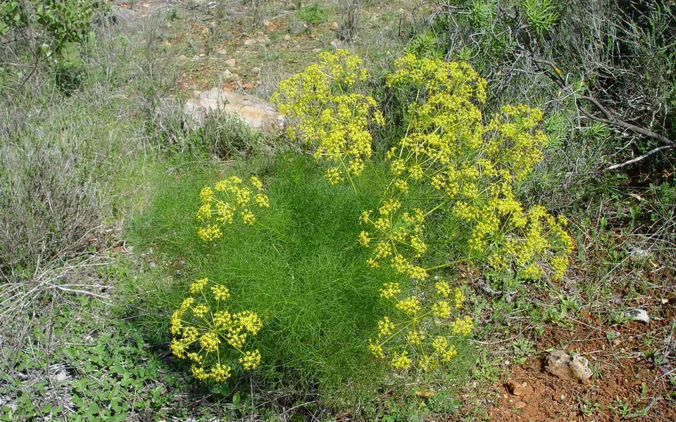 Fenouil, photographie de la plante