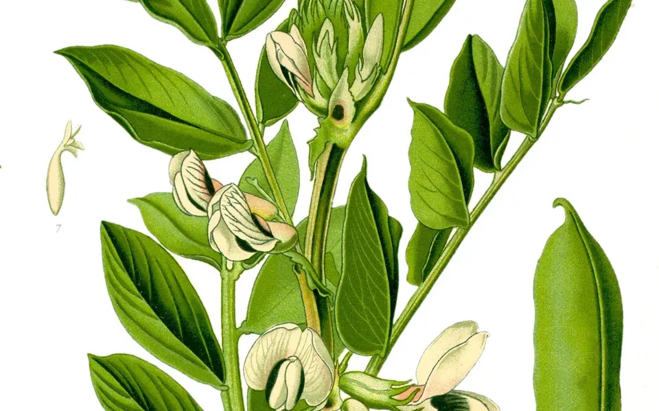 Fève, photographie de la plante