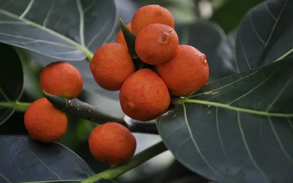 Ficus, photographie de la plante