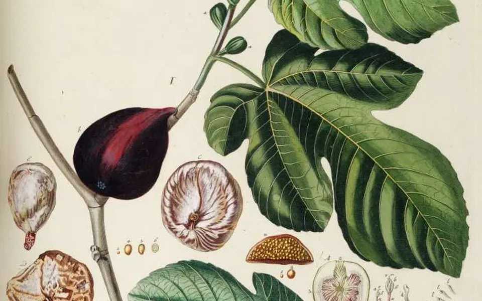 Figuier, au jardin