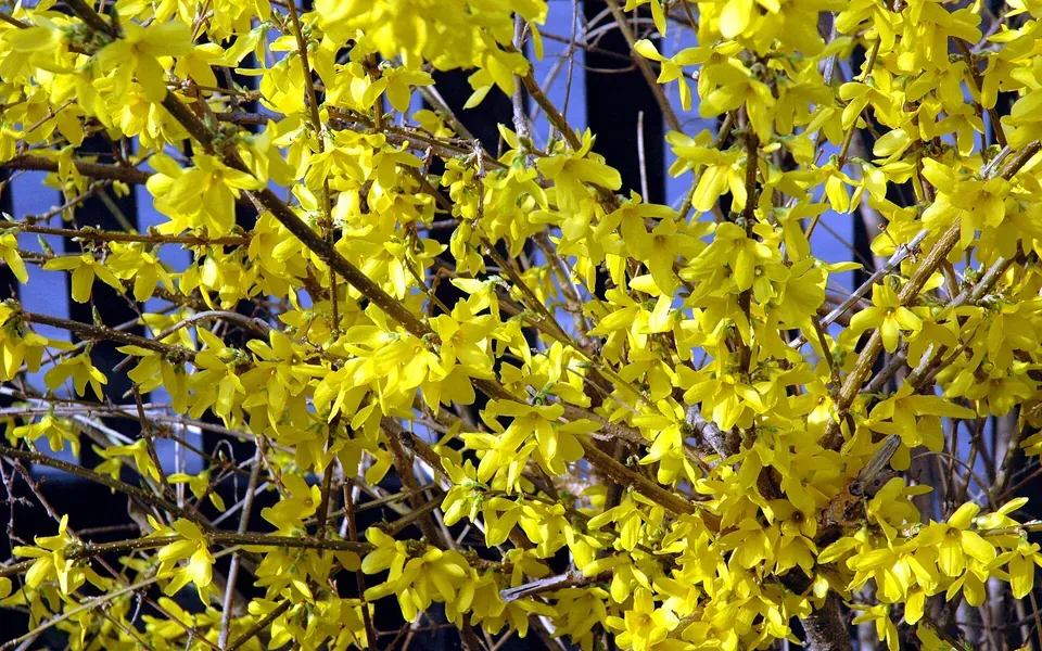 Forsythia, photographie de la plante
