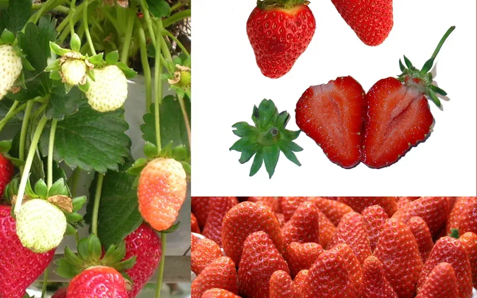 Fraise, photographie de la plante