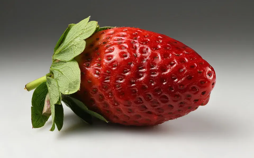 Fraisier, photographie de la plante