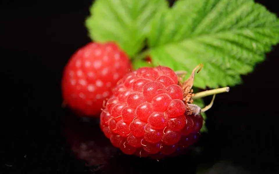 Framboise, photographie de la plante