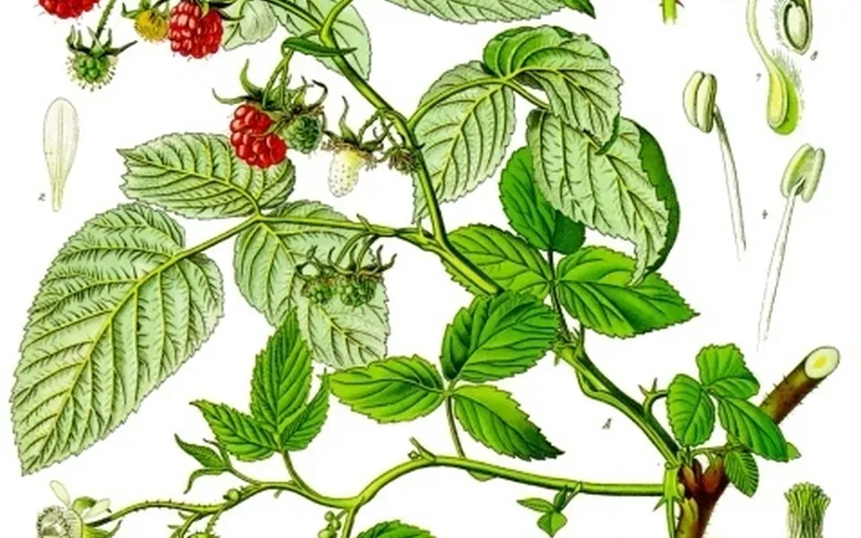 Framboisier, au jardin