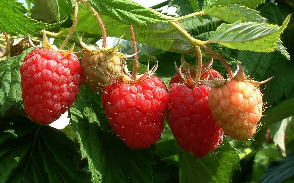 Framboisier, photographie de la plante
