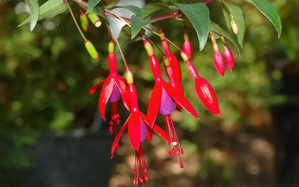 Fuchsia, photographie de la plante
