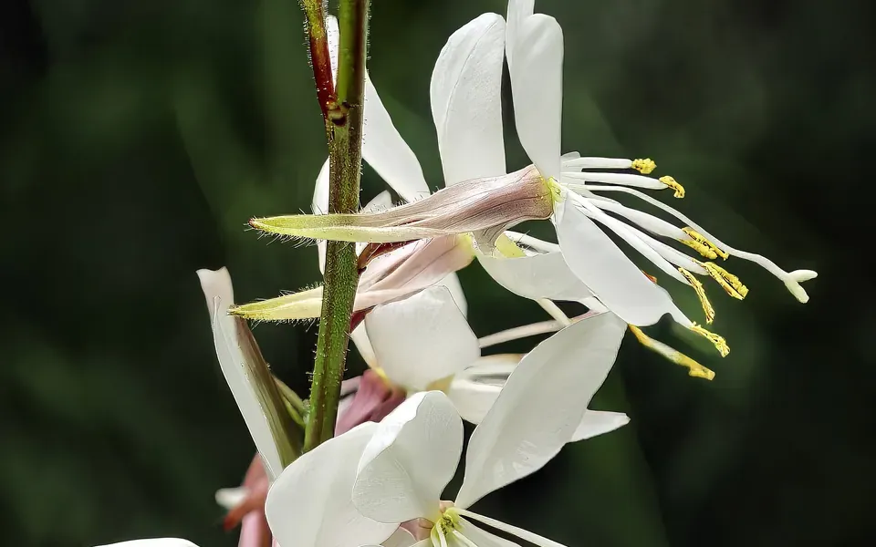 Gaura, photographie de la plante