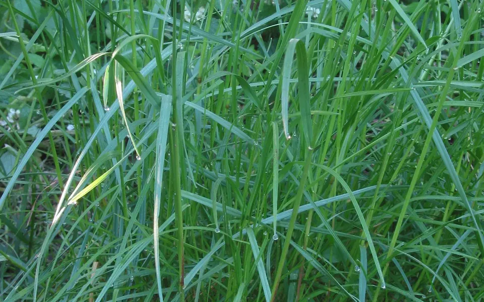 Gazon, photographie de la plante