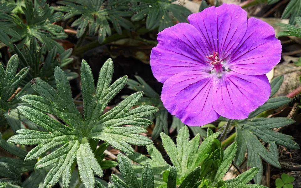 Géranium vivace sanguin en fleur