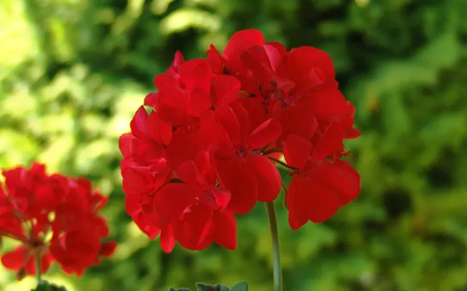 Géranium, photographie de la plante