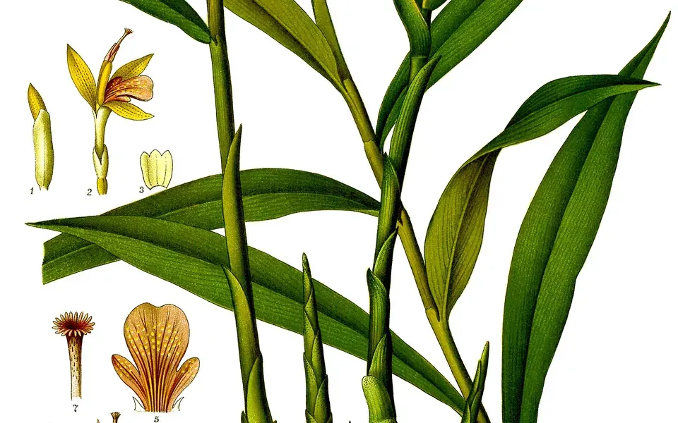 Gingembre, photographie de la plante