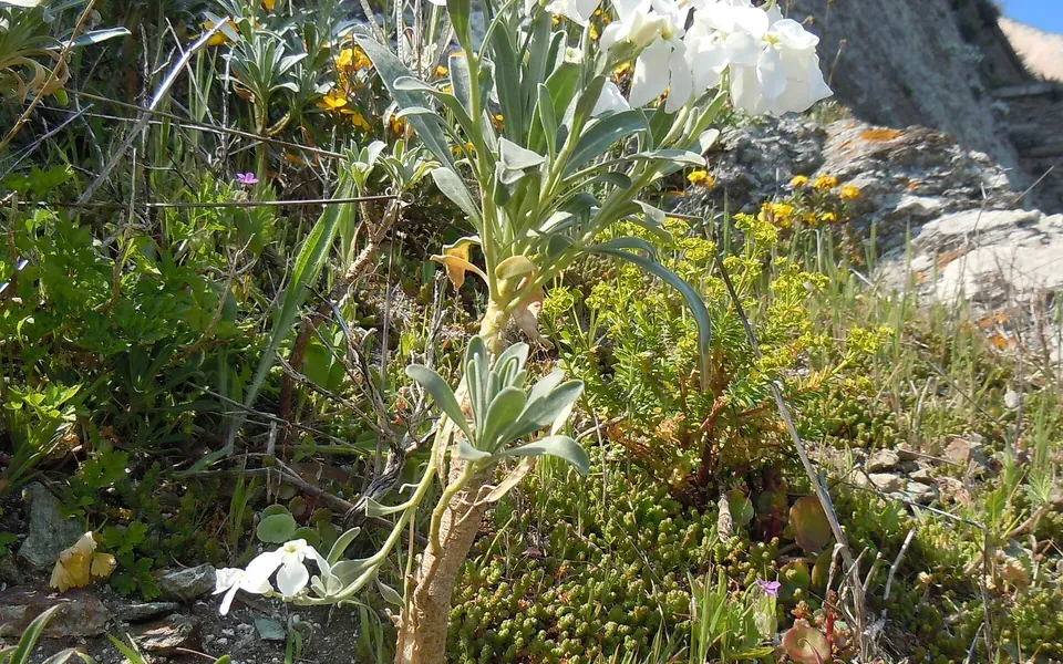Giroflées des jardins en fleur