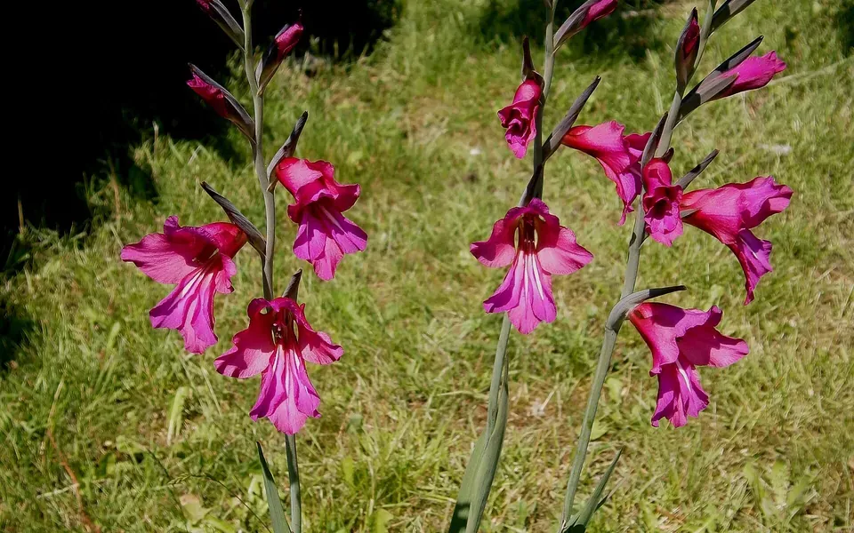 Glaïeul, au jardin