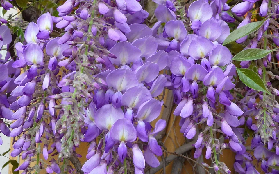 Glycine, photographie de la plante