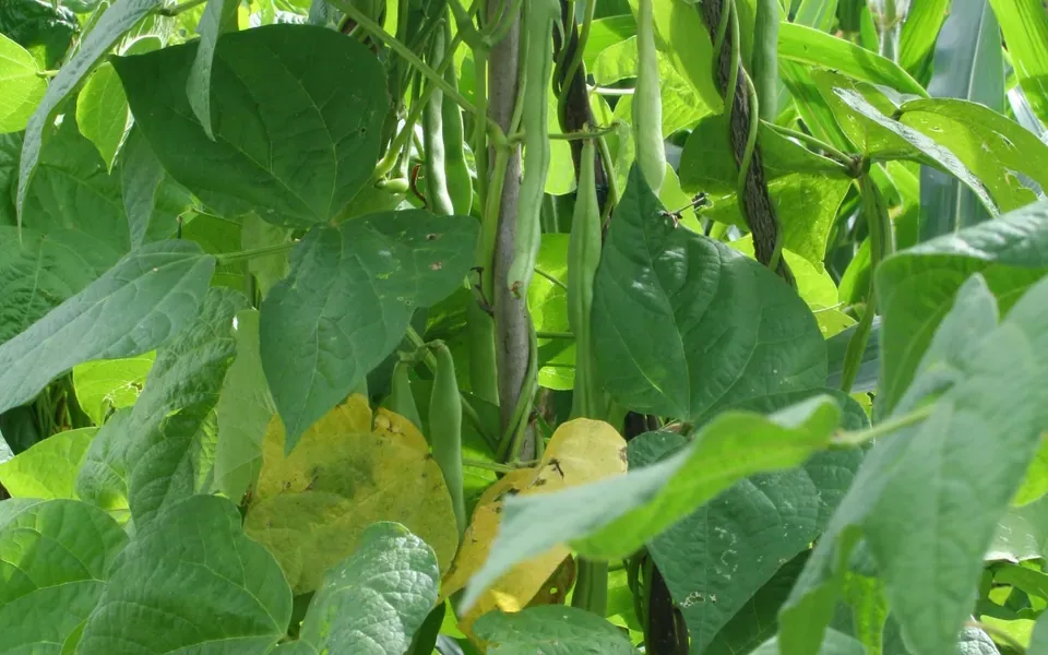 Haricot, au jardin