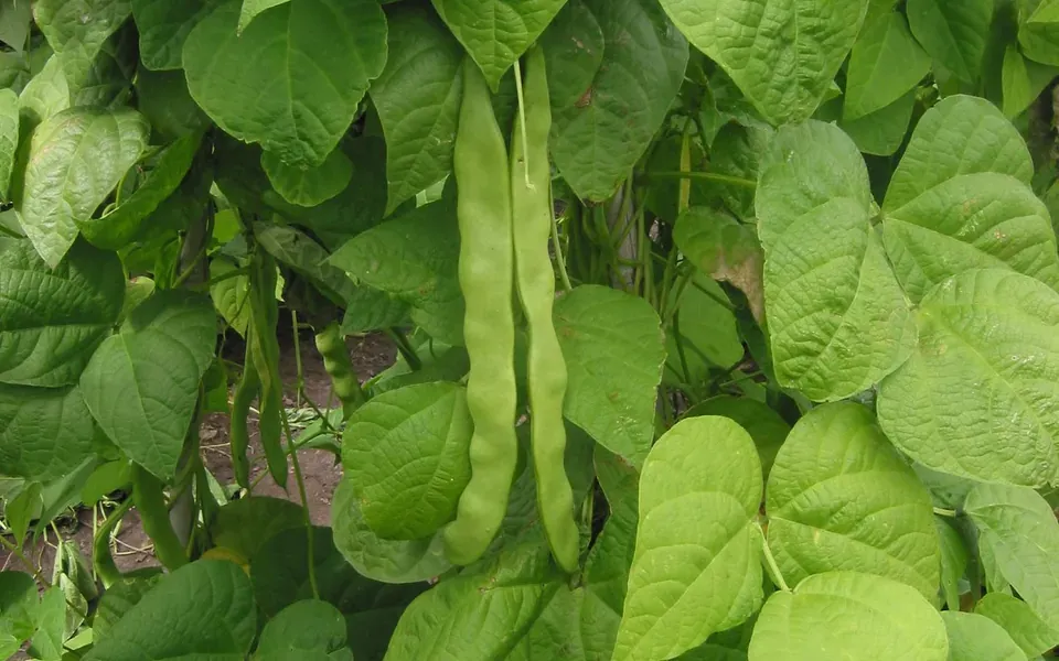 Haricot vert, photographie