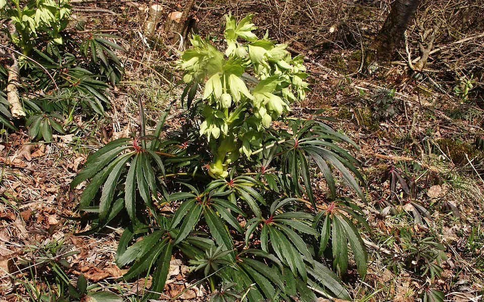 Hellébore, photographie de la plante