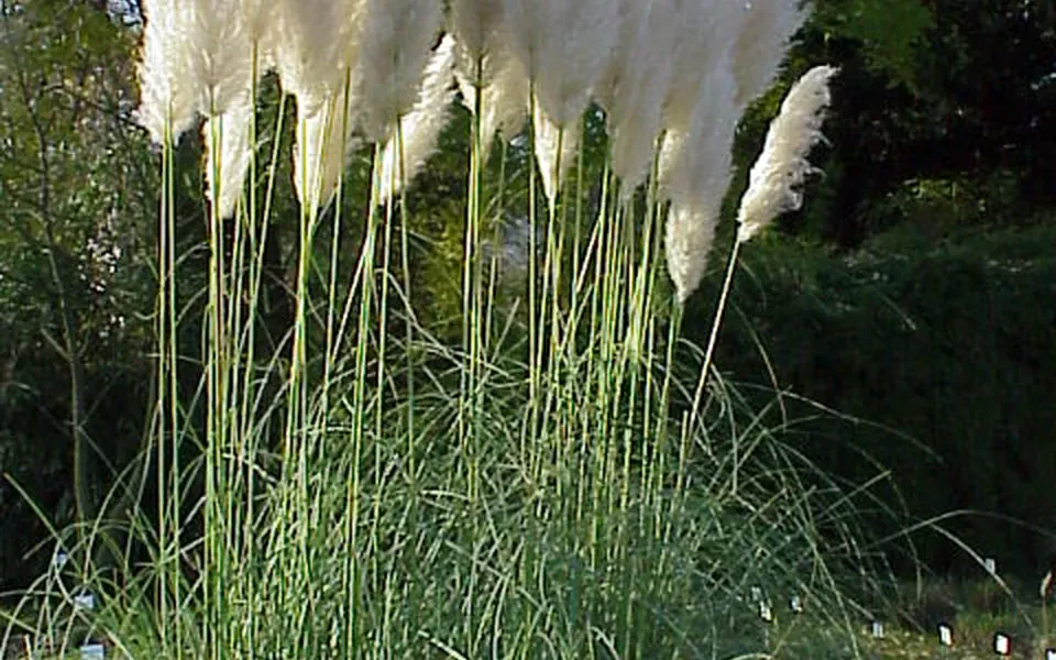 Herbe de la pampa, photographie