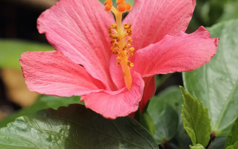 Hibiscus, photographie de la plante