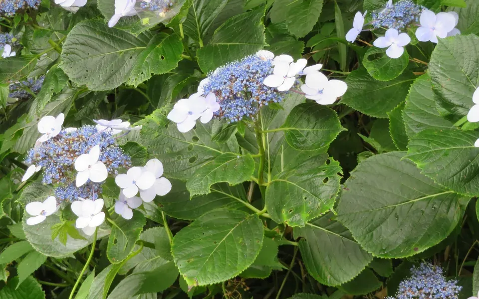 Hortensia, photographie de la plante