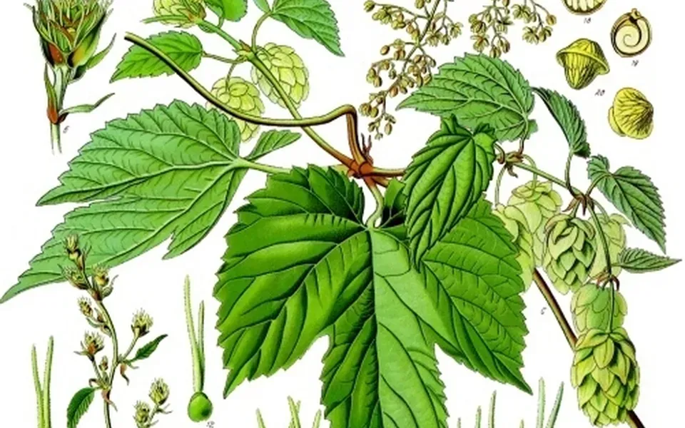 Houblon, photographie de la plante