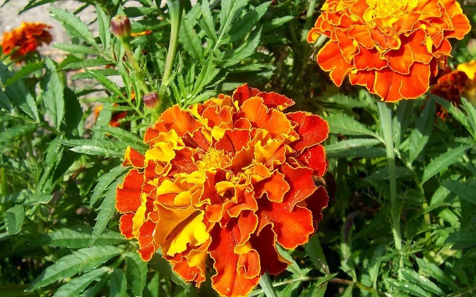 Œillets d'Inde en fleur