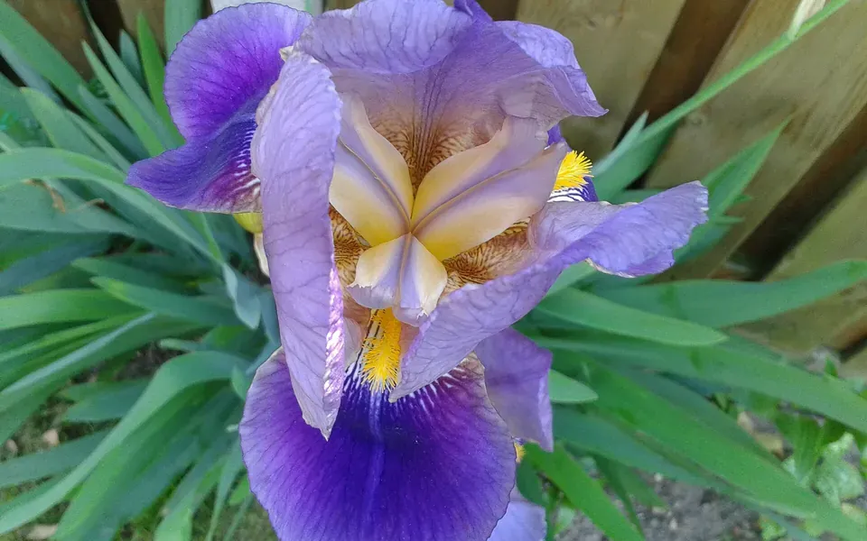 Iris, photographie de la plante