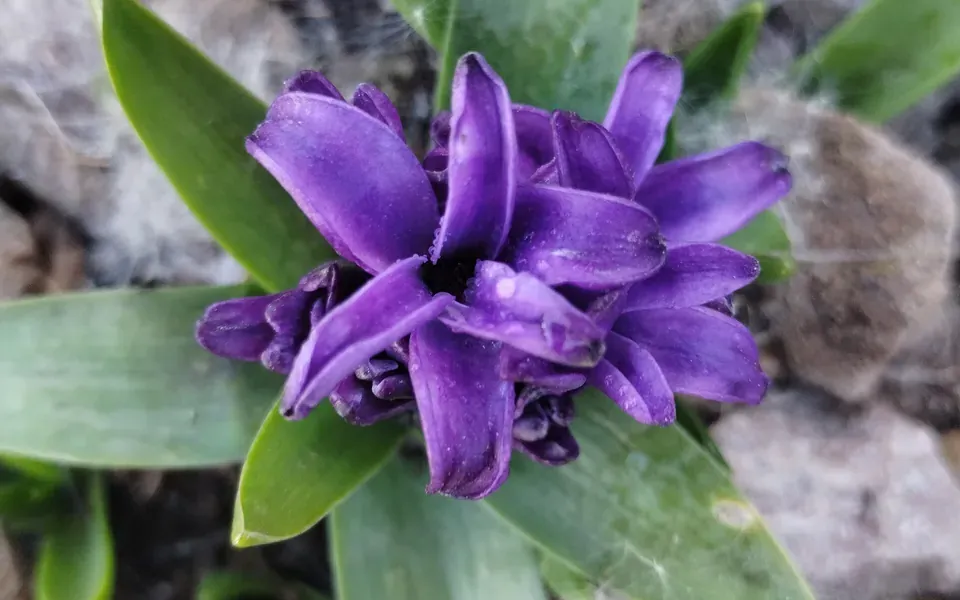 Jacinthe, photographie de la plante