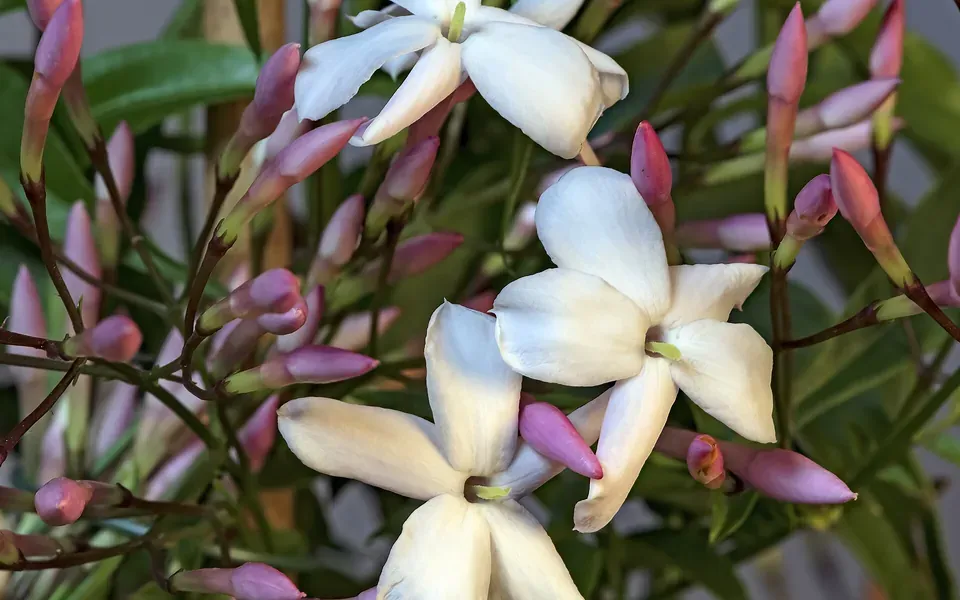 Jasmin, au jardin