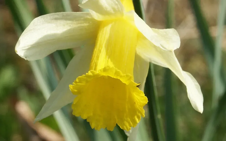 Jonquille, photographie de la plante