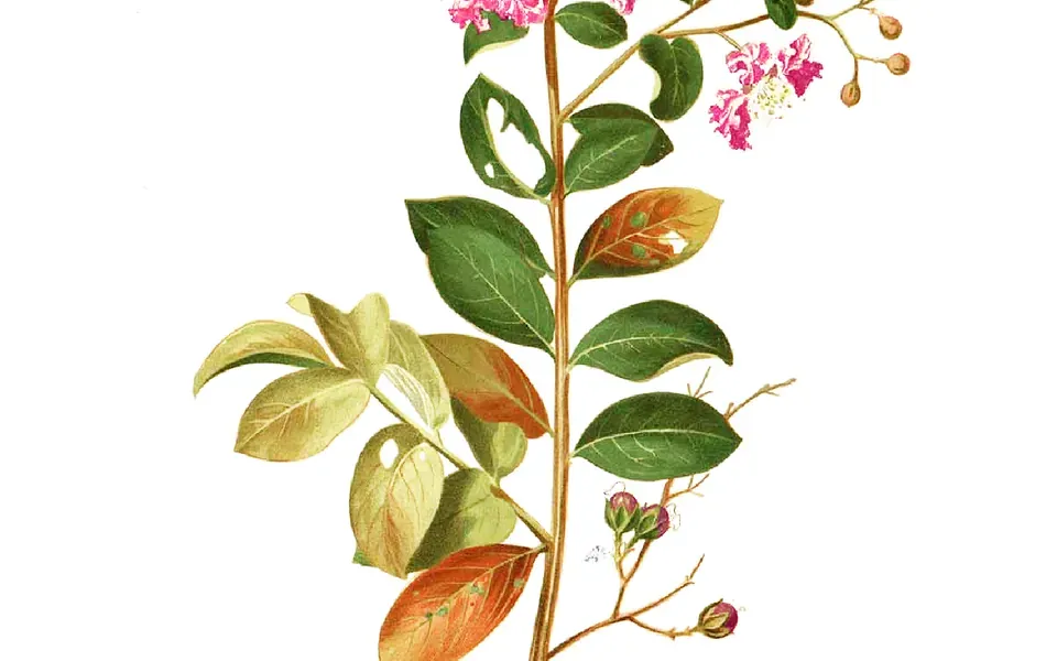 Lagerstroemia, photographie de la plante